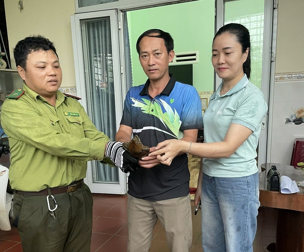 Quảng Ngãi: Người dân bất ngờ phát hiện rùa quý hiếm trong nhà 