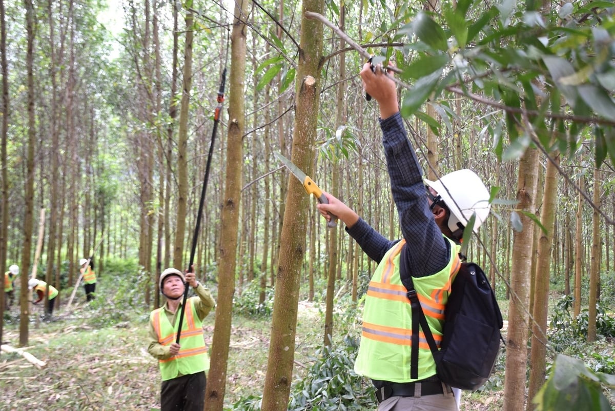 Quản lý rừng bền vững bằng tiêu chuẩn, chứng chỉ
