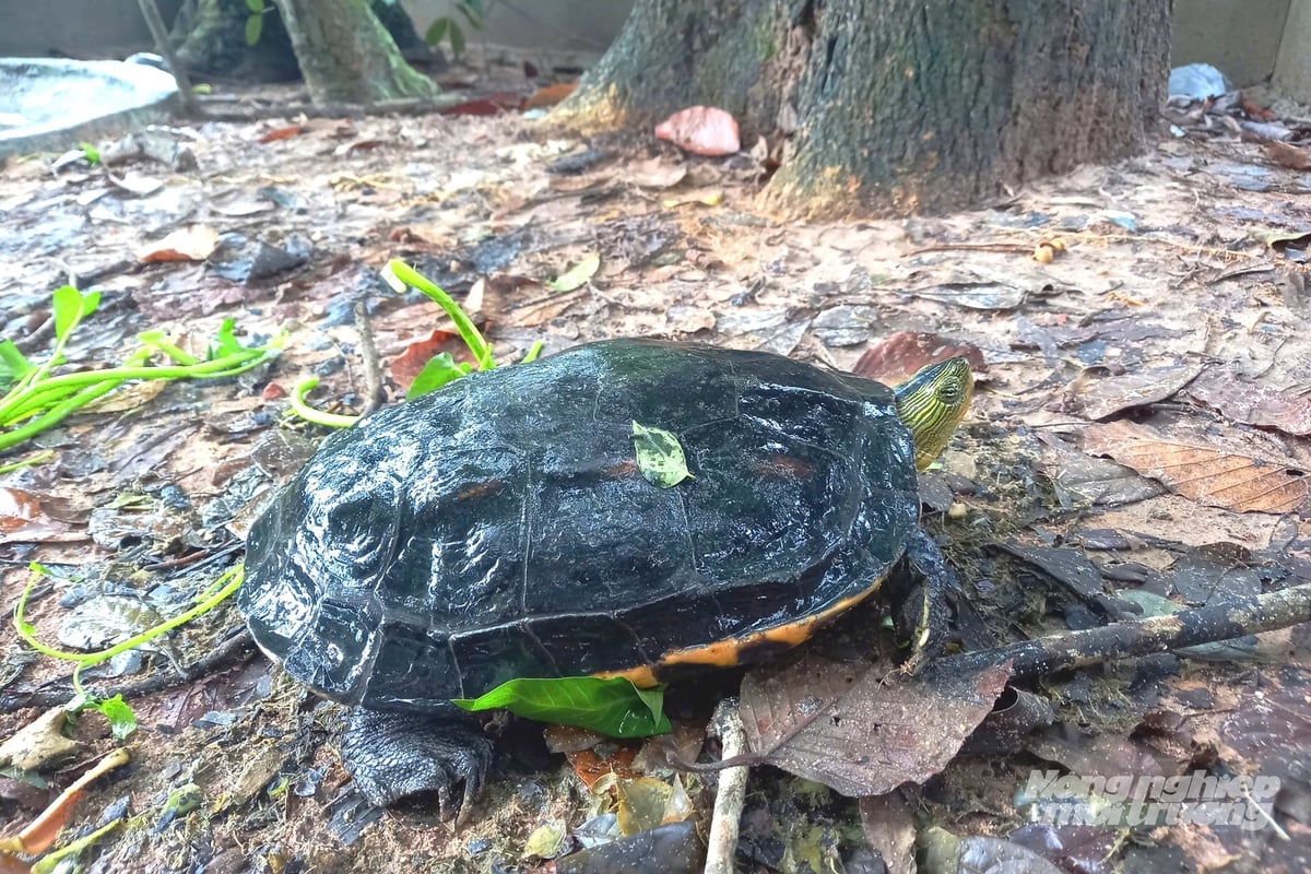 Kiểm lâm TP.HCM tiếp nhận rùa cổ sọc và tê tê Java 
