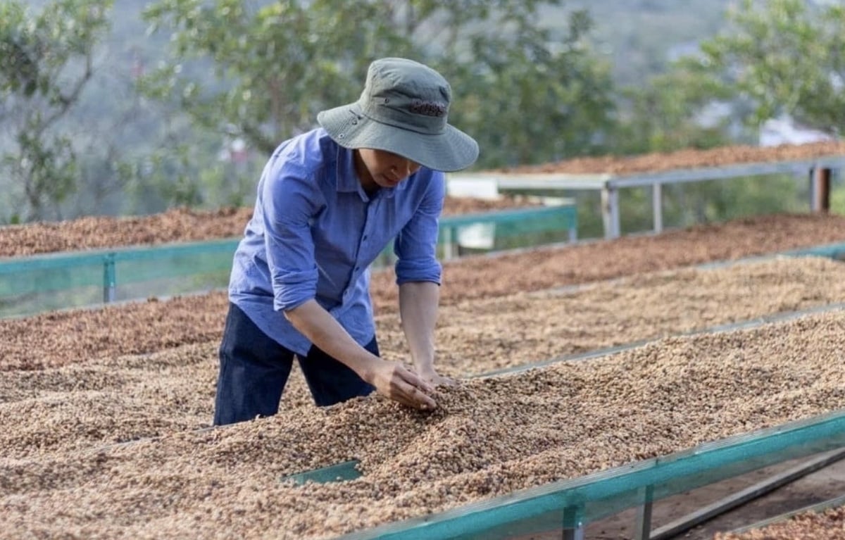 Cà phê Lâm Đồng được bảo hộ chỉ dẫn địa lý
