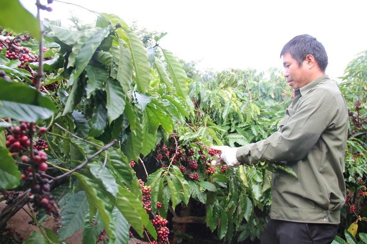 Nam Trung bộ, Tây Nguyên giảm diện tích nhưng tăng mạnh sản lượng cây công nghiệp
