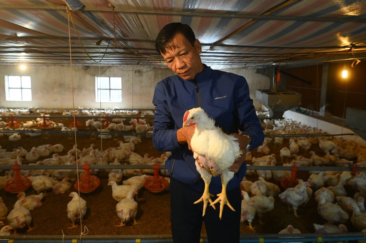 Khẳng định vị thế ngành chăn nuôi trên bản đồ kinh tế nông nghiệp 