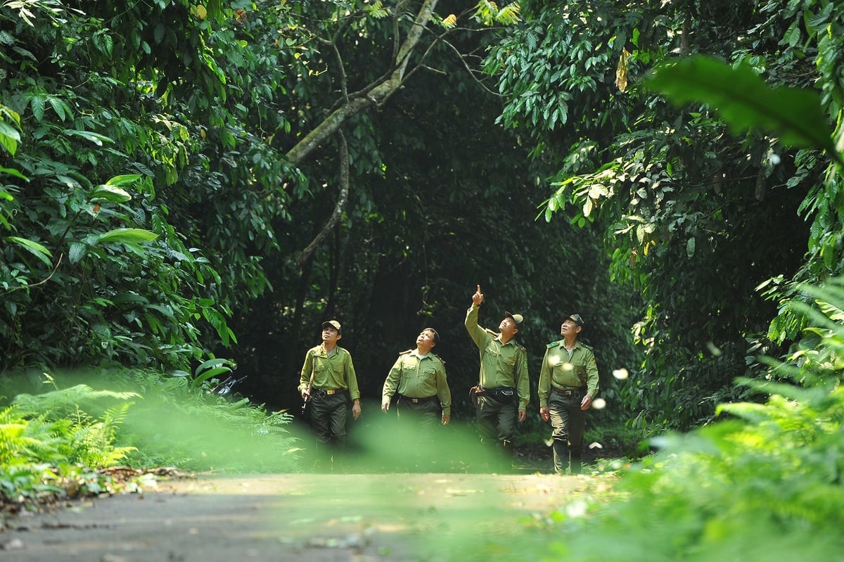 Đột phá quản lý, bảo vệ và phát triển rừng giữ màu xanh Tổ quốc 