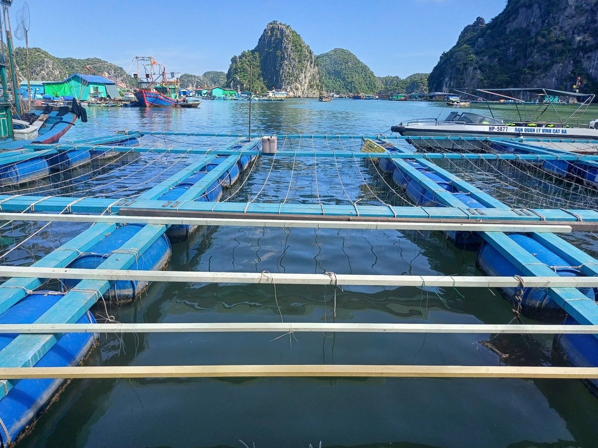 Hải Phòng xử nghiêm vi phạm bảo vệ động vật hoang dã, nguồn lợi thủy sản 