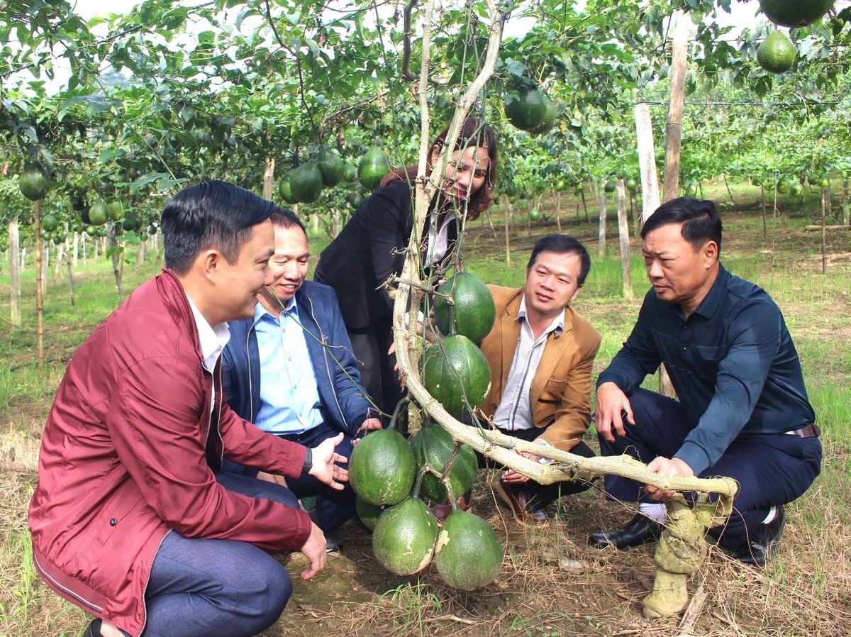 Trồng gấc cao sản giá 12.000 đồng/kg không đủ bán 