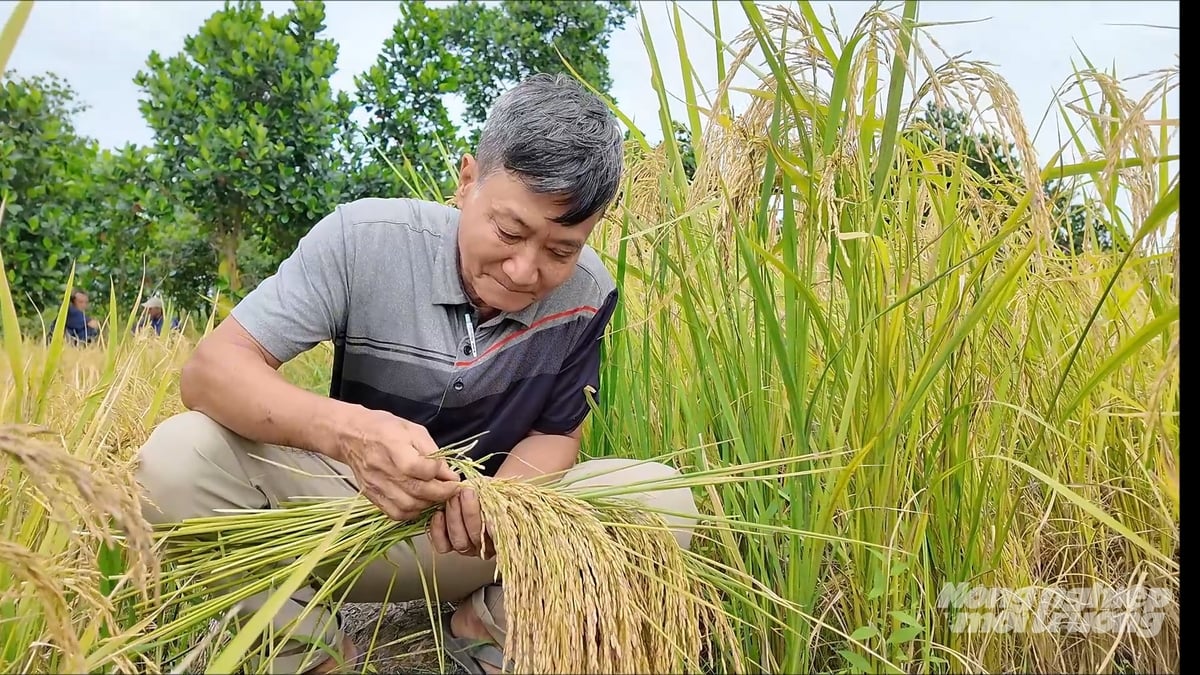 Nông dân An Giang được Bộ NN-MT cấp bằng bảo hộ giống nếp thơm AG 