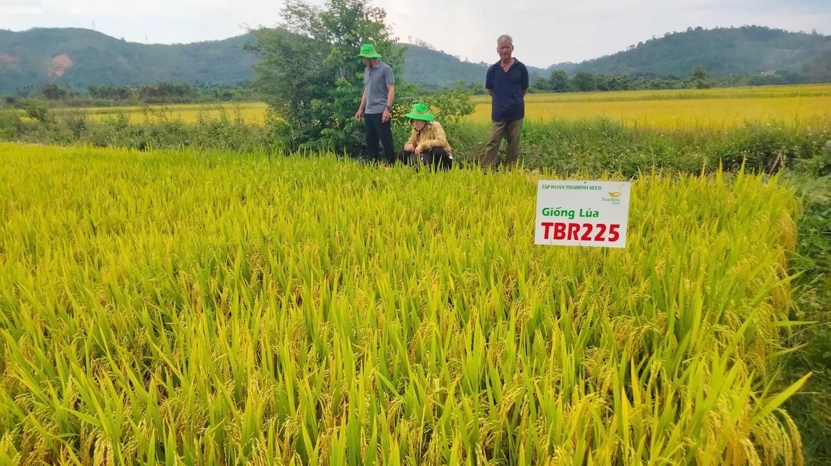 Đắk Lắk phân bổ 70% tiền hỗ trợ bảo vệ đất trồng lúa cho cấp xã 