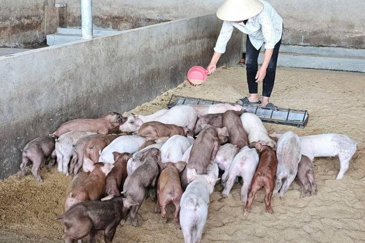 Quy chuẩn mới về nước thải chăn nuôi