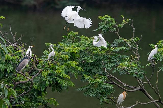 Việt Nam - Trung Quốc thúc đẩy hợp tác bảo tồn đa dạng sinh học xuyên biên giới