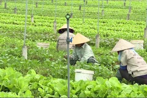 Hà Nội áp dụng nhiều thủ tục hành chính mới lĩnh vực nông nghiệp và môi trường