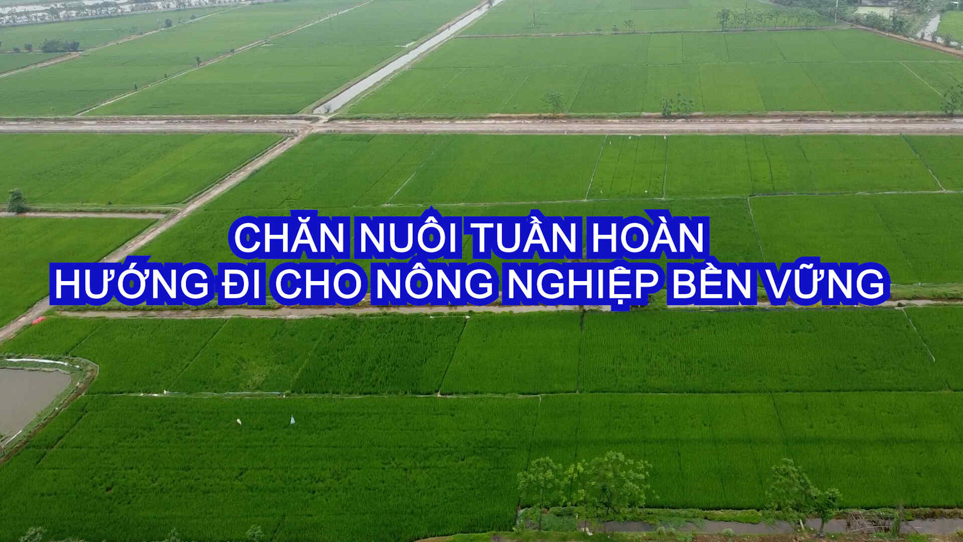 Chăn nuôi tuần hoàn: Hướng đi xanh cho nông nghiệp bền vững