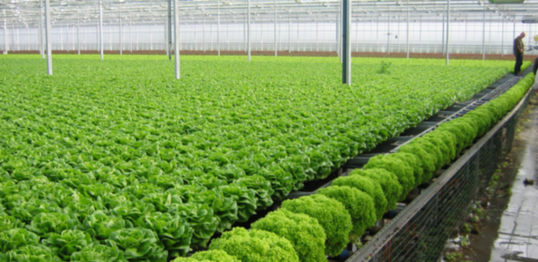 Việt Nam thúc đẩy nông nghiệp hữu cơ từ Hội nghị ISOP 2025