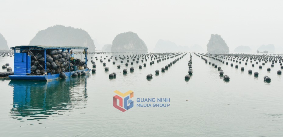 Quảng Ninh: Kiểm soát ô nhiễm trong sản xuất nông nghiệp