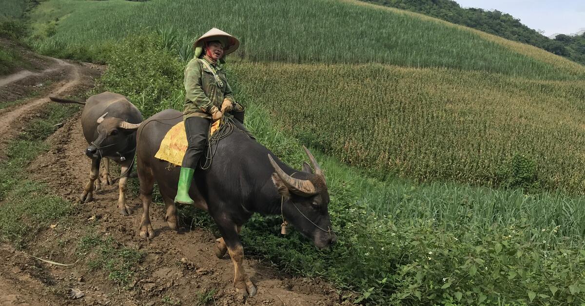 Chương trình SAAF tại Sơn La: Sáng kiến khoa học cải thiện chuỗi giá trị chăn nuôi cho cộng đồng 