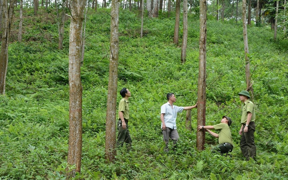 Rừng gỗ lớn tạo thế và lực mới cho xuất khẩu