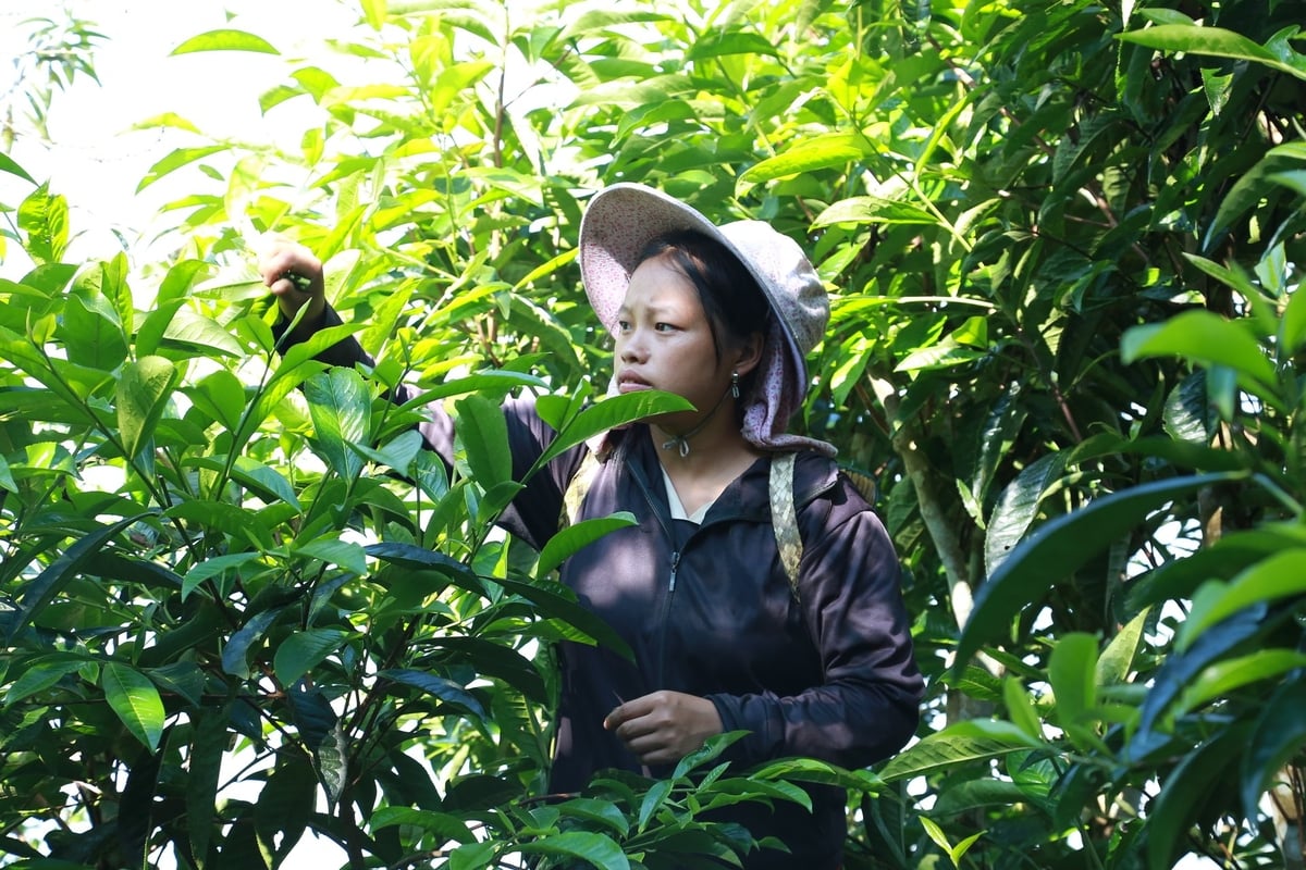 OCOP sau sáp nhập: Giữ hồn chè Suối Giàng 