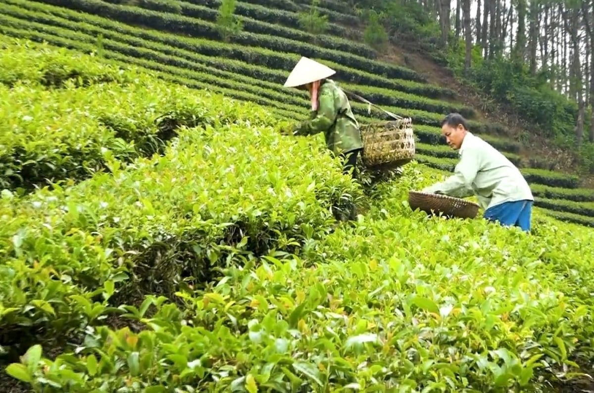 Lạng Sơn tăng tốc phát triển nông nghiệp, bảo vệ tài nguyên 