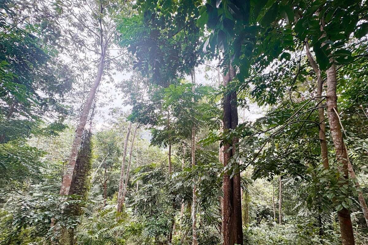 Phát triển rừng: Chuyển từ 'trồng nhiều' sang 'trồng bền'
