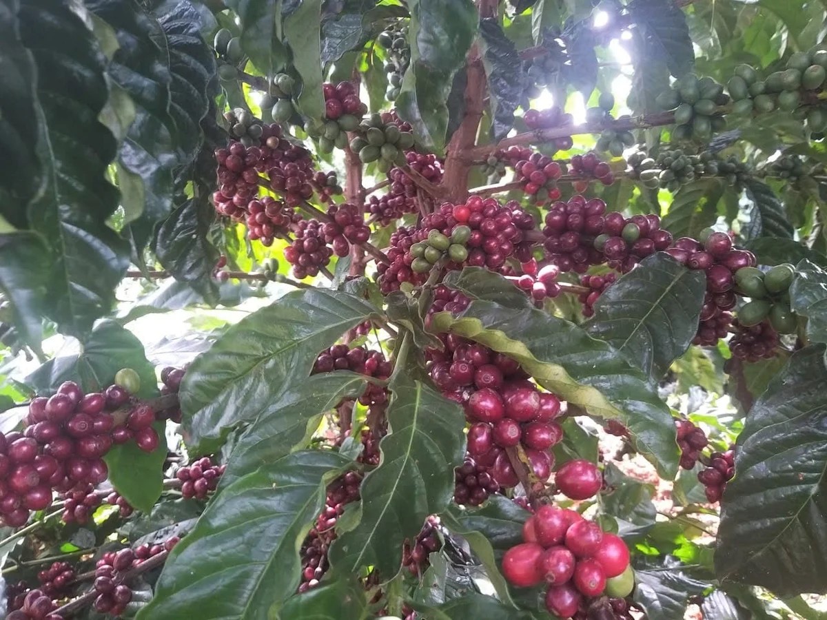 Giống cà phê vối chịu hạn tiết kiệm nước tưới từ 25 - 30%
