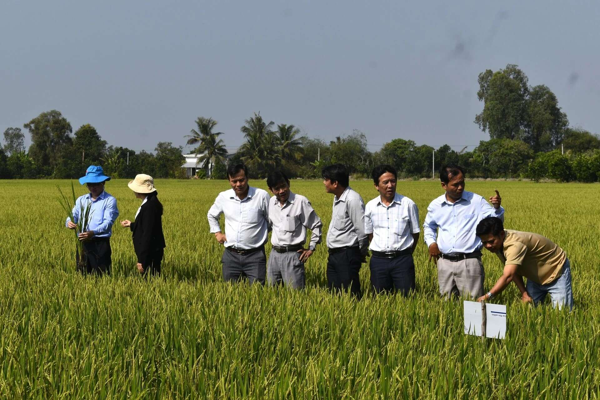 Không được chủ quan với hạn mặn ở vùng lúa và cây ăn trái
