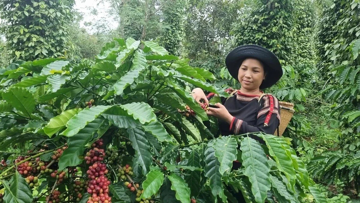 Đắk Lắk tái canh hơn 17.000 ha cà phê 