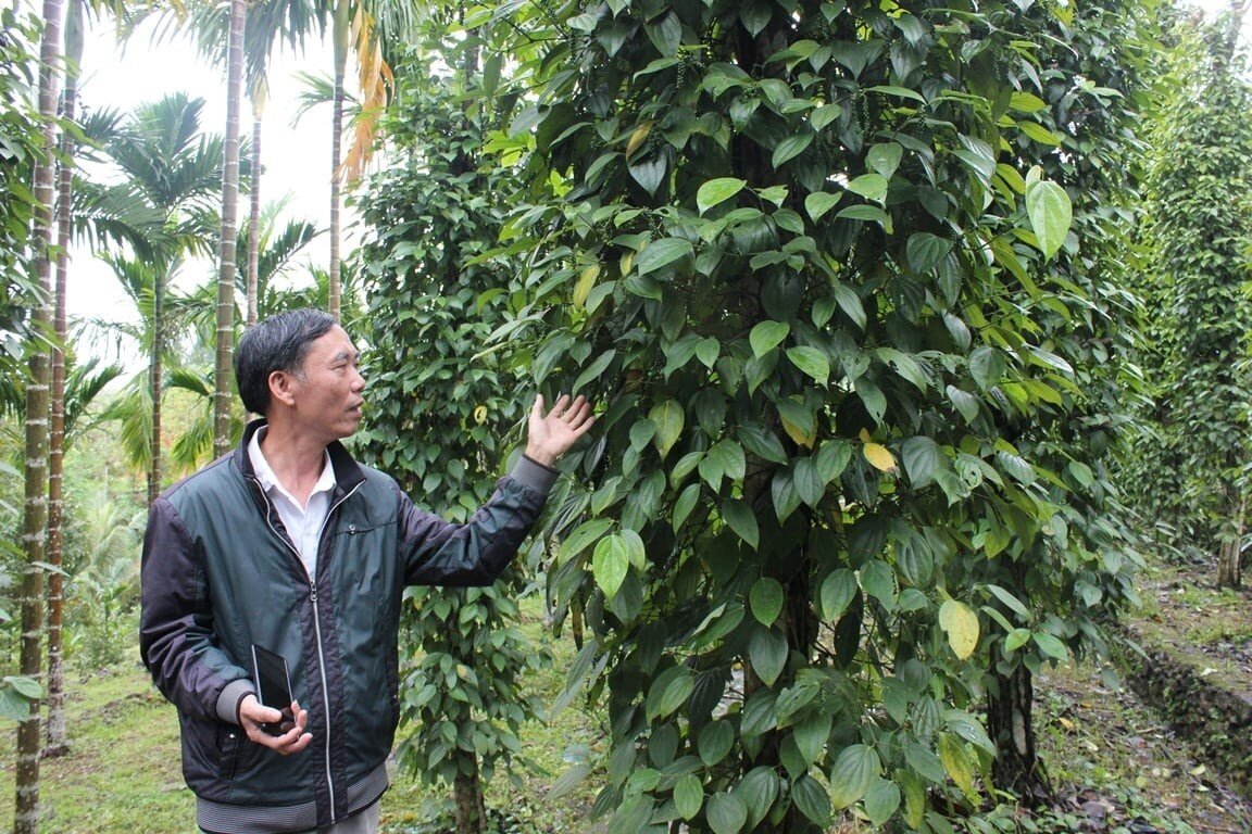 Đà Nẵng tìm động lực tăng trưởng mới từ kinh tế vườn số
