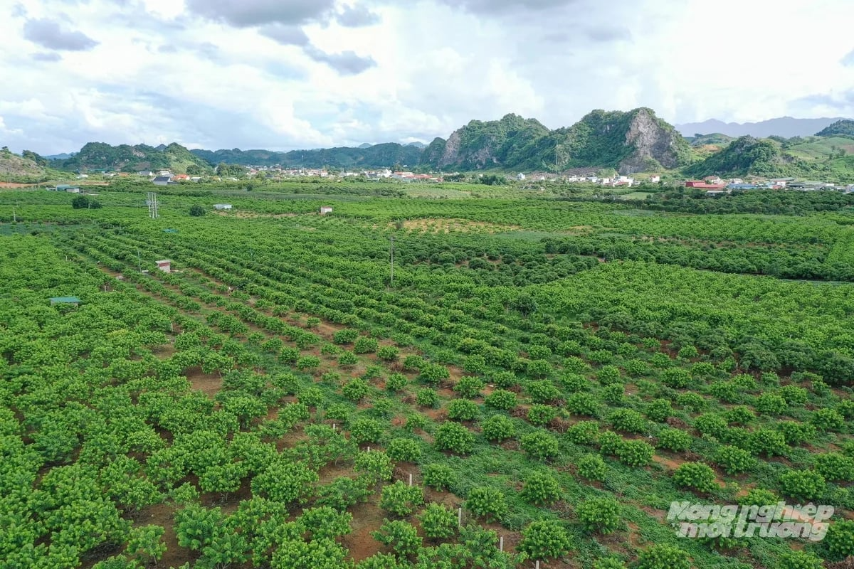 Đất nông nghiệp được tập trung phù hợp có thể tạo điều kiện phát triển sản xuất hàng hóa quy mô lớn. Ảnh: Tùng Đinh.