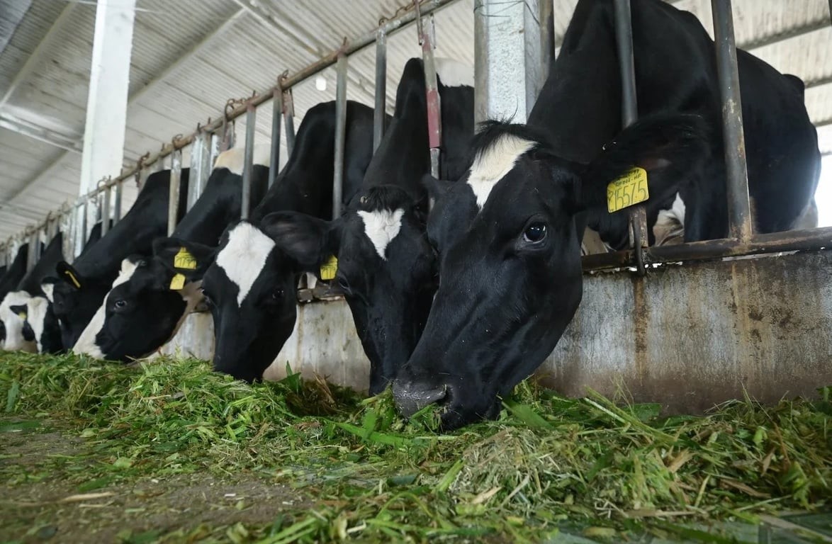 Phát triển đàn bò sữa để gia tăng nguồn sữa tươi nguyên liệu
