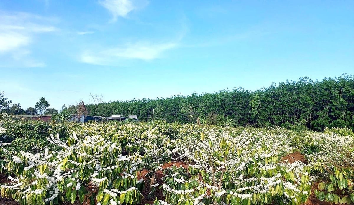 Doanh nghiệp xuất hàng, nông dân ra đồng đầu xuân
