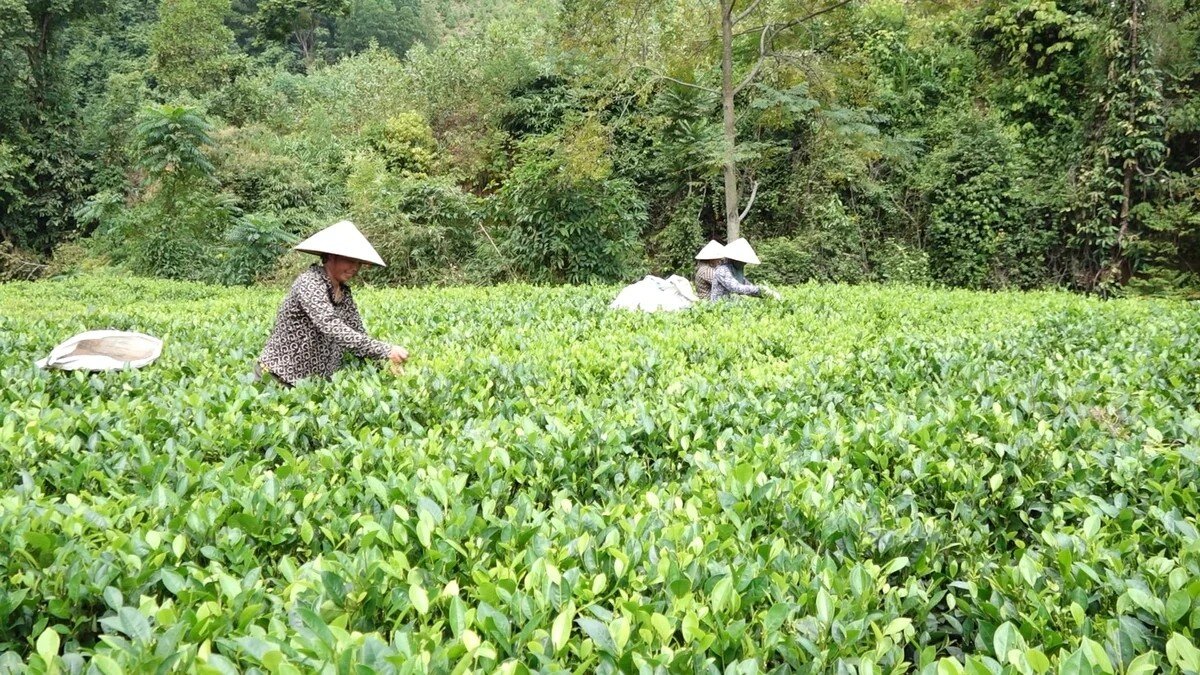 Thái Nguyên sẽ phát triển nhãn hiệu 'phát thải thấp' cho sản phẩm trồng trọt
