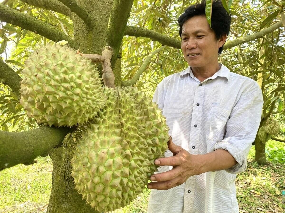 Xuất khẩu sầu riêng tăng trưởng 3 con số 