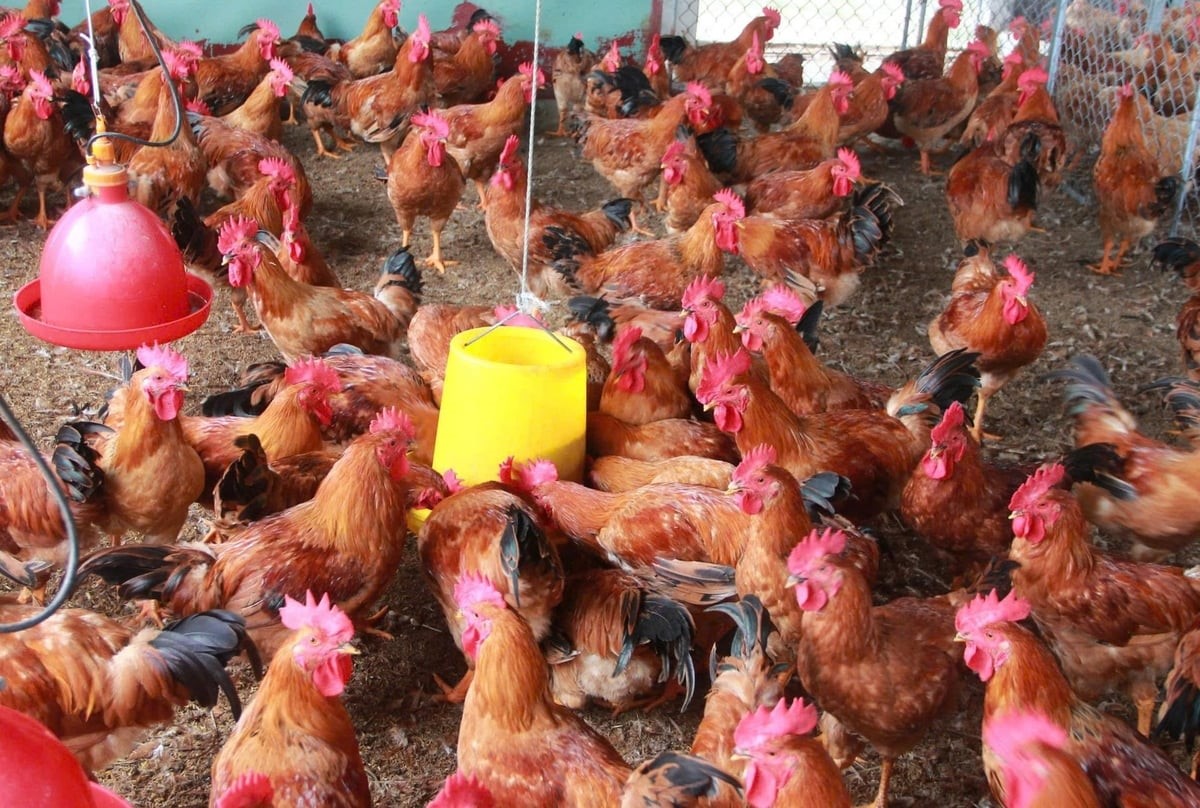 Xử lý nghiêm vận chuyển, buôn bán giống vật nuôi nhập lậu 