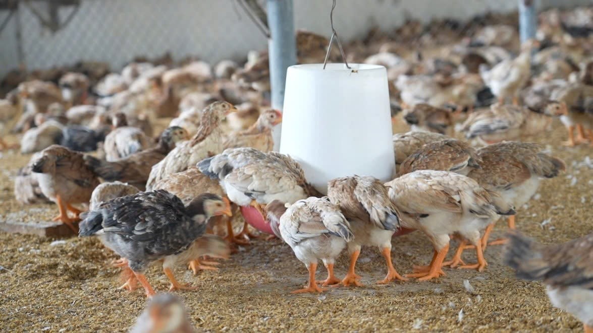 Hợp nhất quy định về quản lý thuốc thú y 