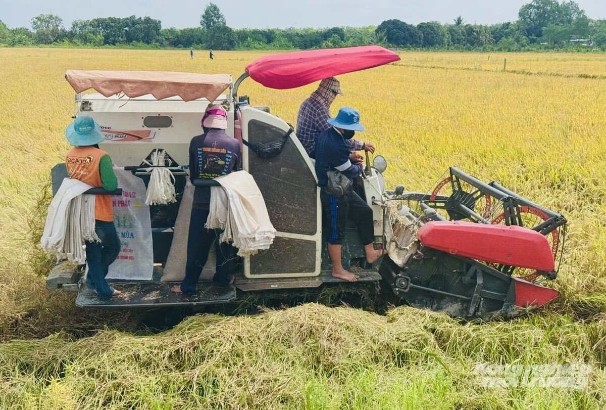 Đồng Tháp siết chặt sản xuất, tiêu thụ lúa gạo 