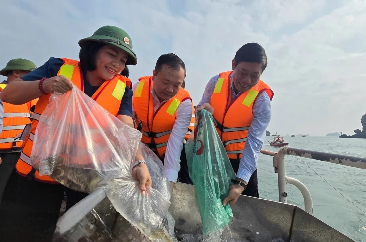 Thả 1,3 triệu con giống thủy sản xuống vùng biển Cát Bà 