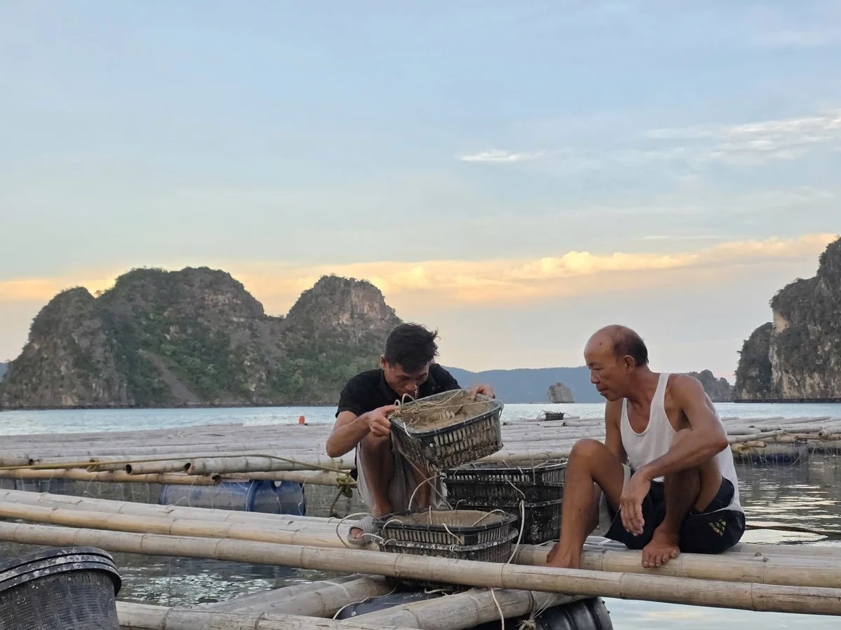 Đề xuất miễn thuế nhiều thu nhập từ nông nghiệp và môi trường 