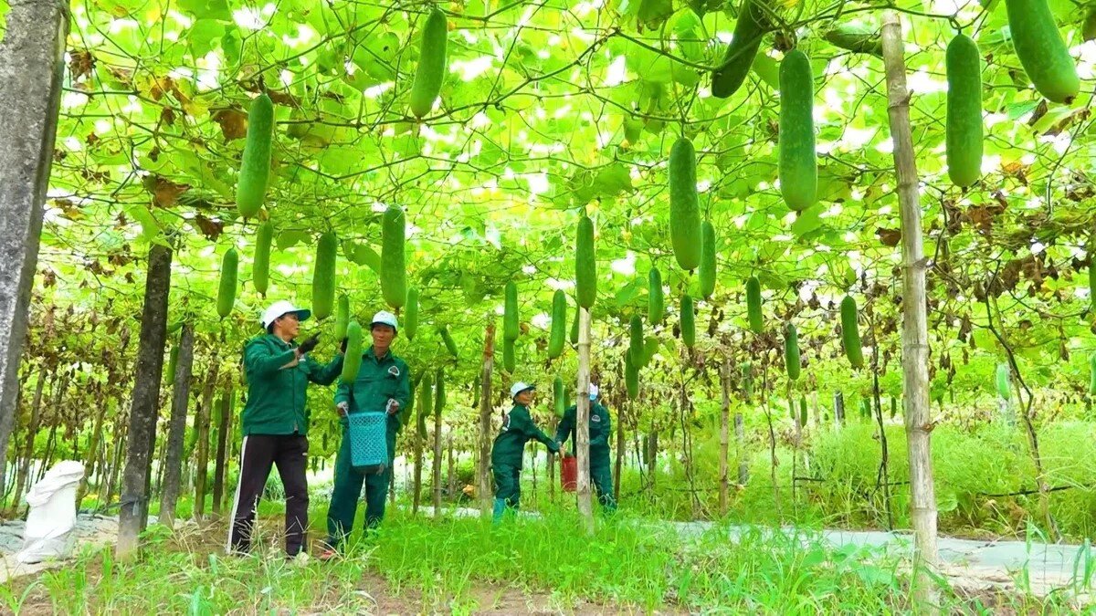Đà Nẵng ban hành chính sách mới hỗ trợ hoạt động khuyến nông 
