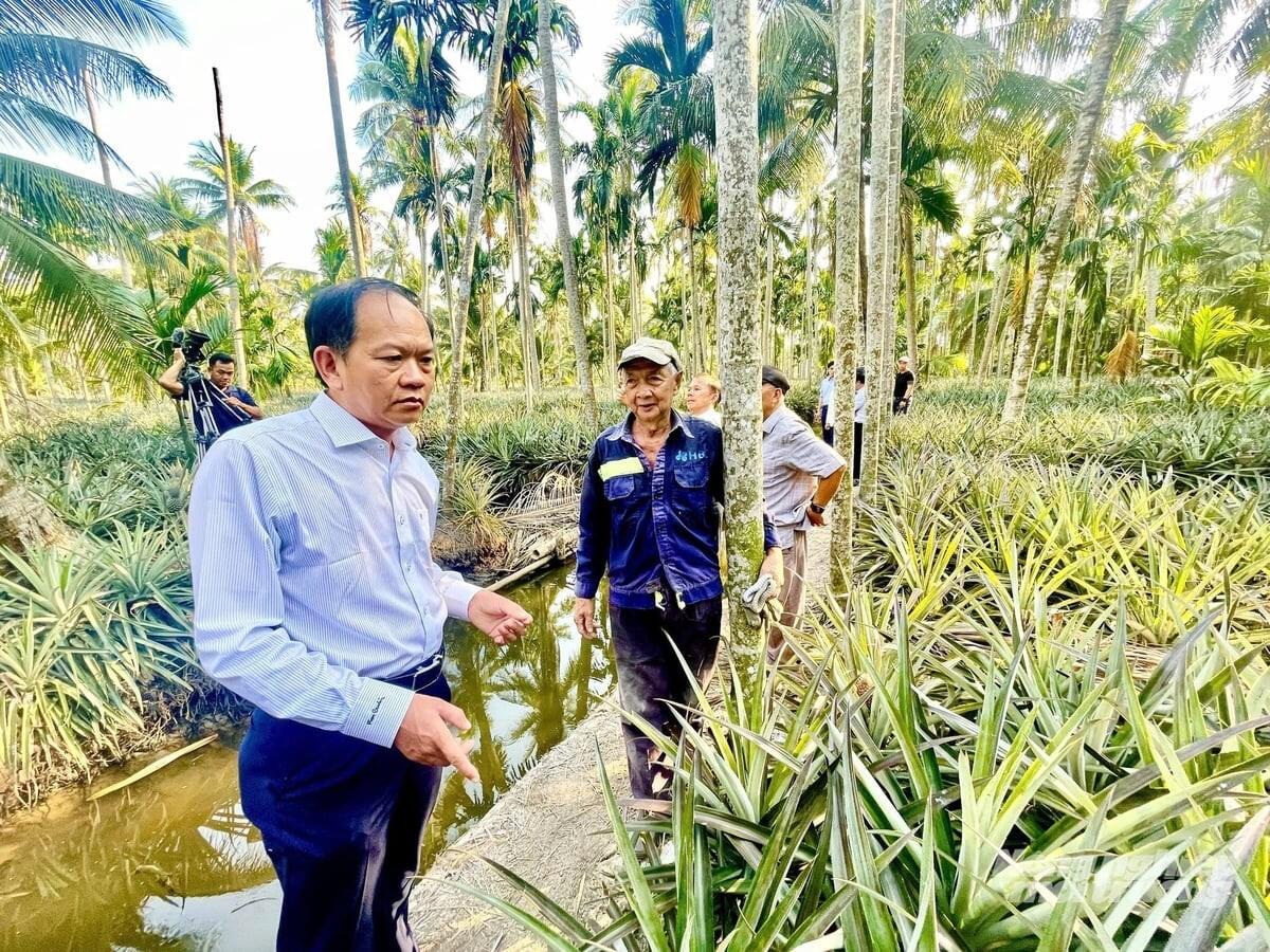 An Giang phát triển mô hình khóm - cau - dừa vùng ven biển 