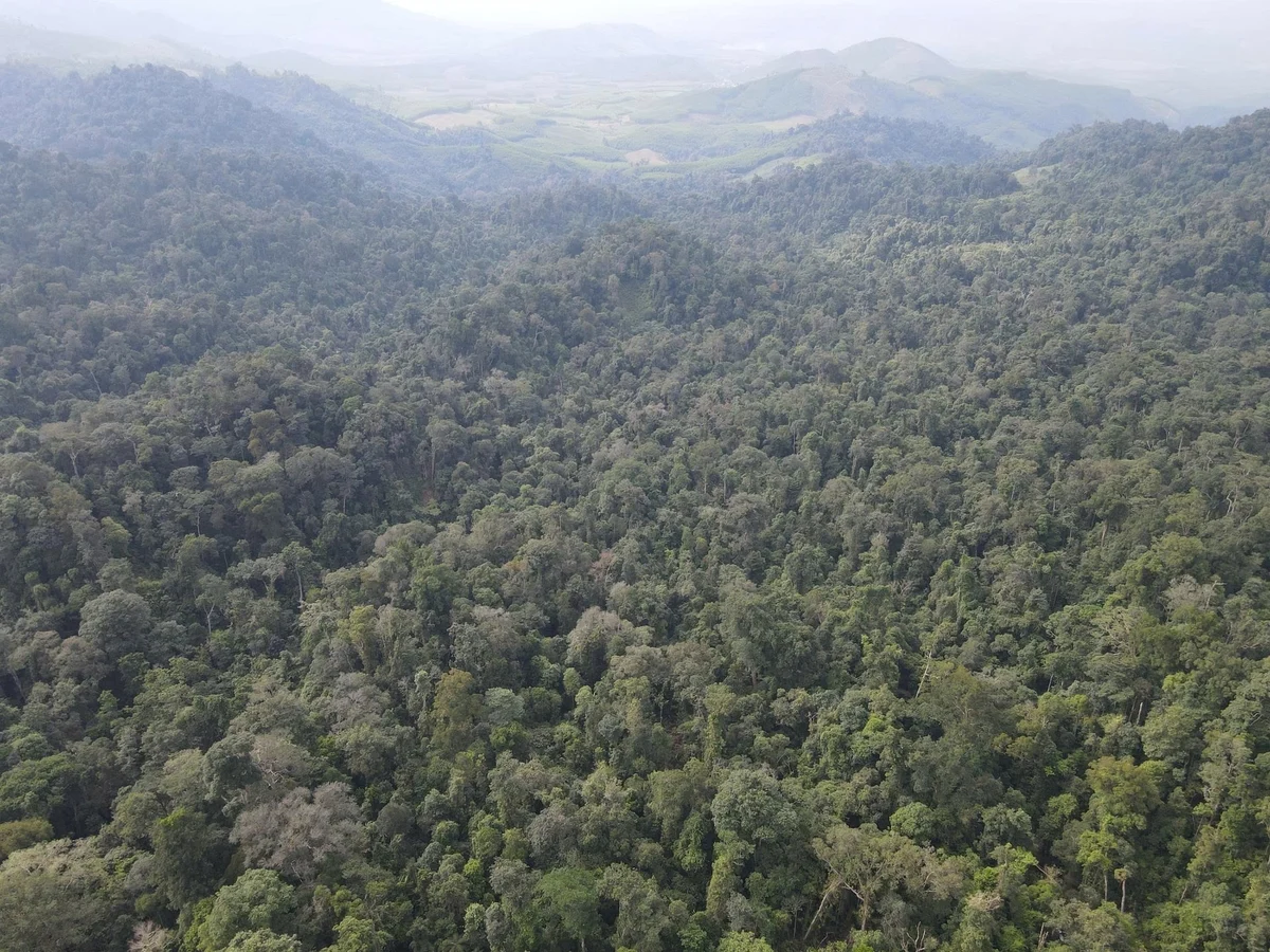 Đắk Lắk quy định về định mức thực hiện nhiệm vụ giao rừng, cho thuê rừng
