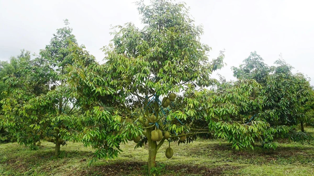 Đồng Nai công bố kết quả điều tra, đánh giá chất lượng đất nông nghiệp
