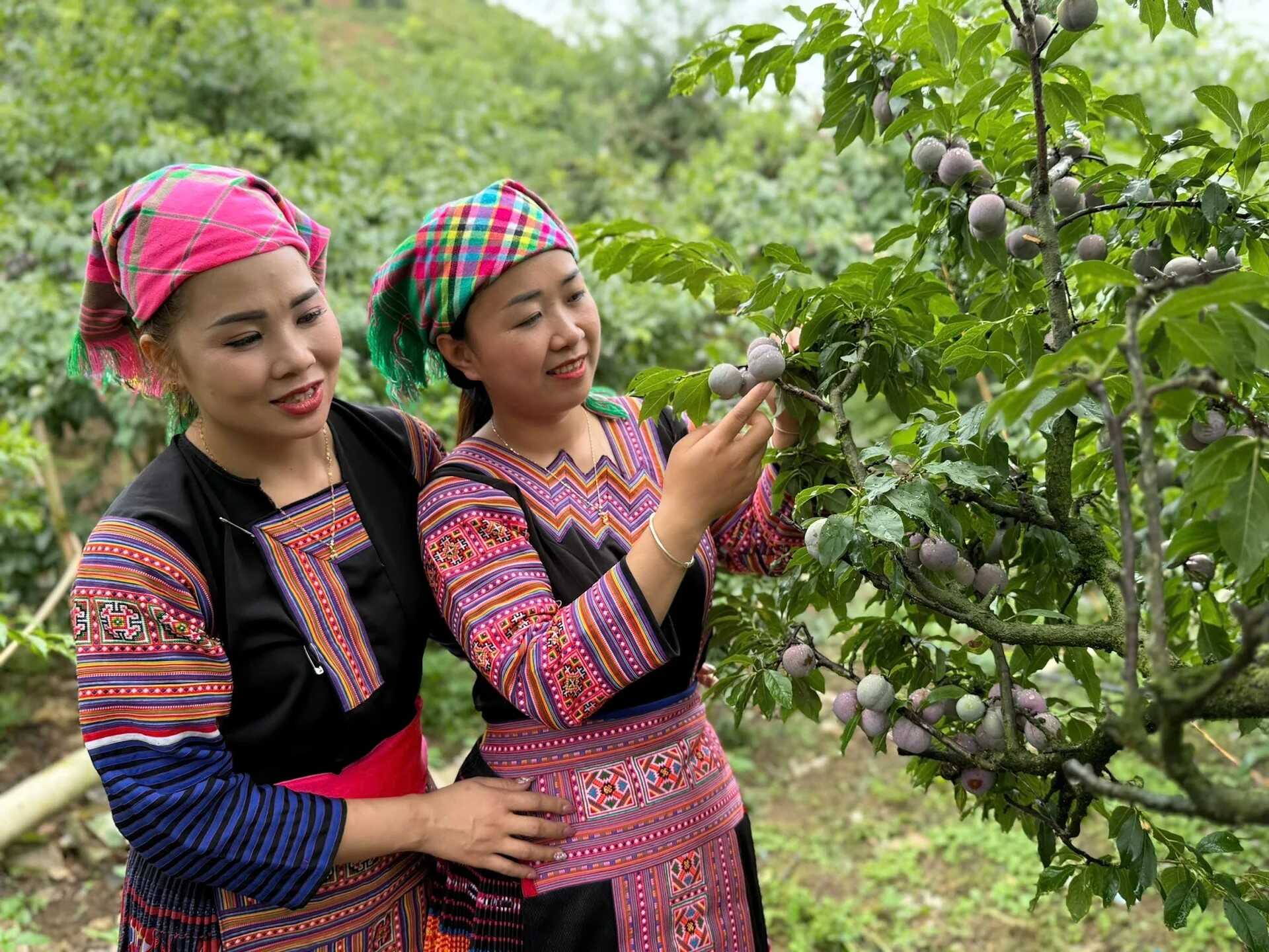 Sơn La đặt mục tiêu 90.000 ha cây ăn quả, sản lượng 800.000 tấn 