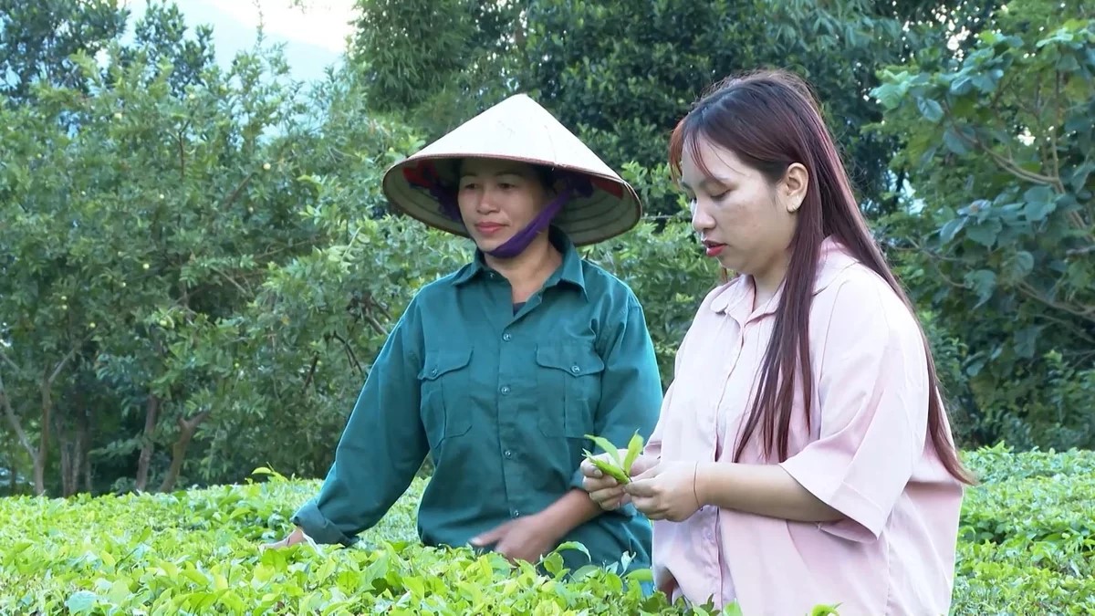Lai Châu chuyển mình với chiến lược phát triển 'tam nông'
