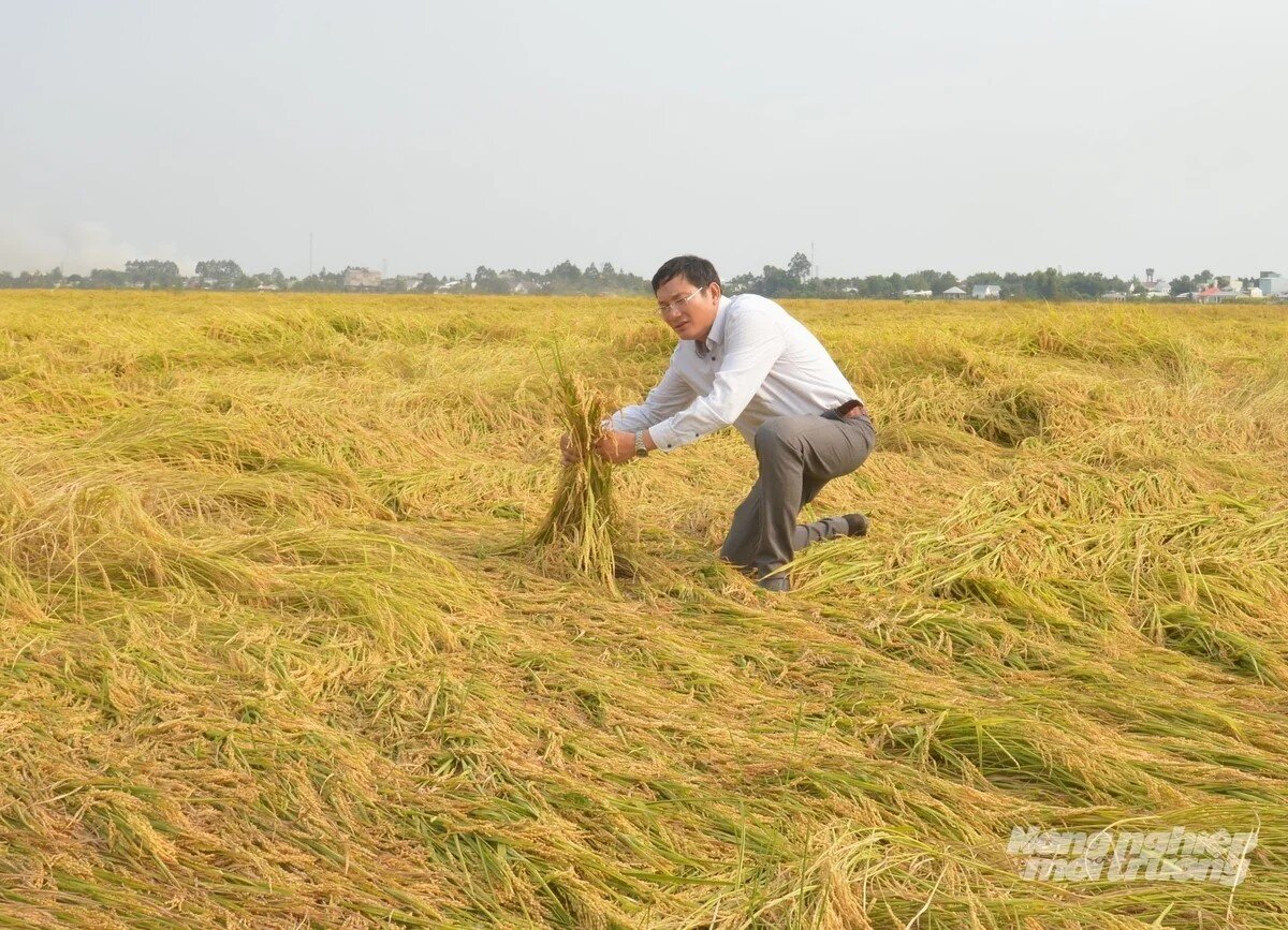 An Giang: Tháo gỡ khó khăn, chuẩn bị tốt cho vụ hè thu 2026 