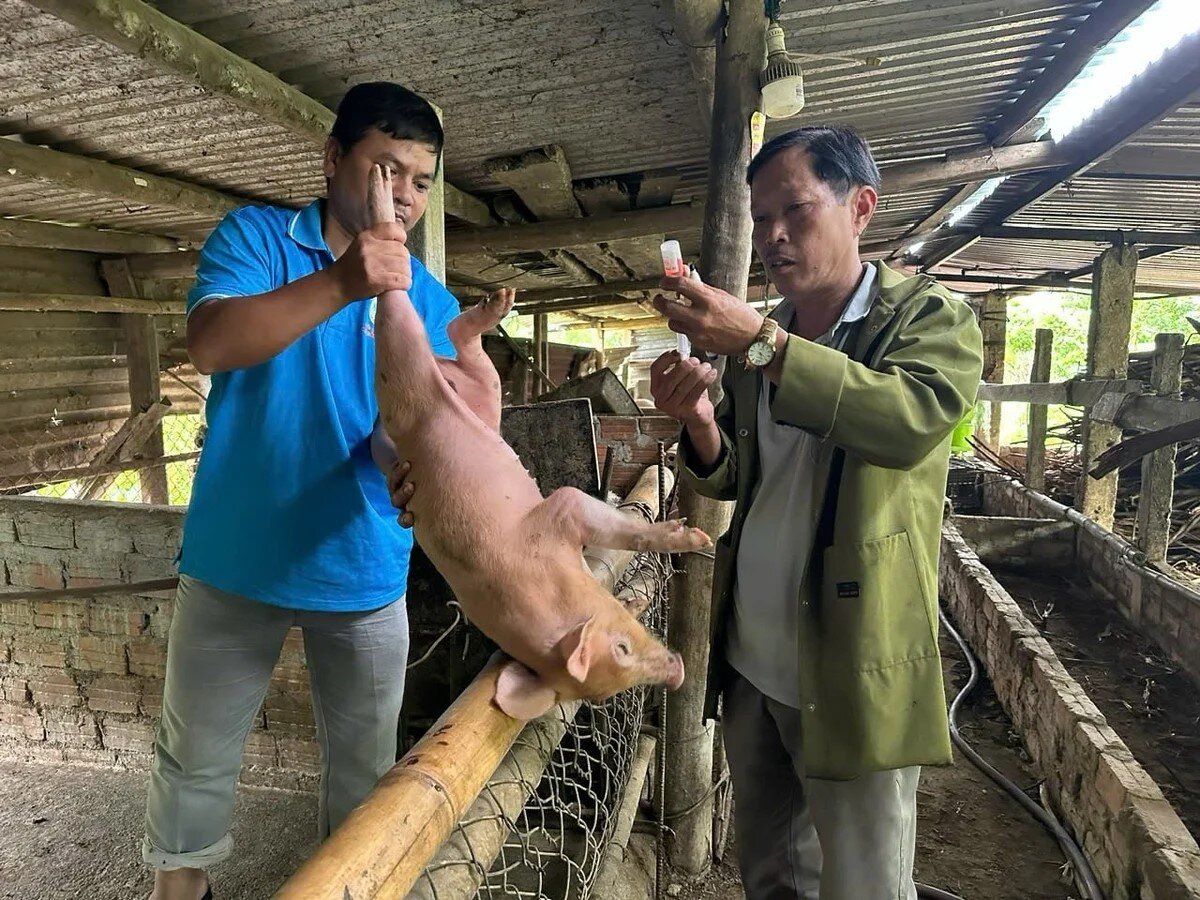 Đà Nẵng thí điểm tiêm vaccine dịch tả lợn châu Phi tại 10 xã, phường
