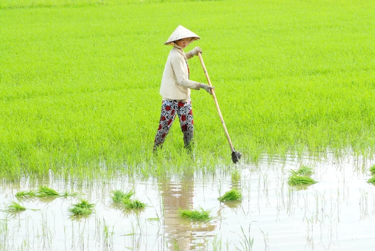 Cần Thơ ban hành quy định về khôi phục hiện trạng đất vi phạm
