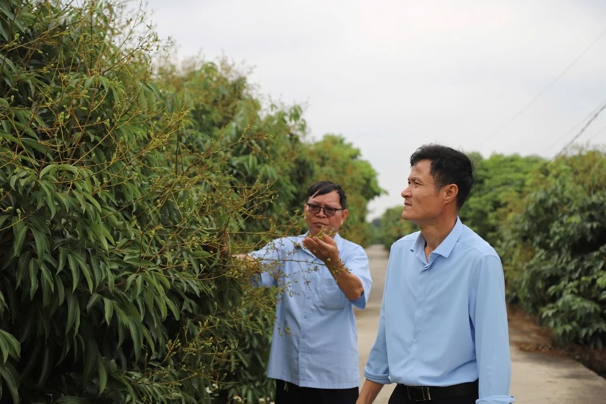 Vải Thanh Hà chuyển trục sản xuất, nâng chuẩn để giữ thị trường
