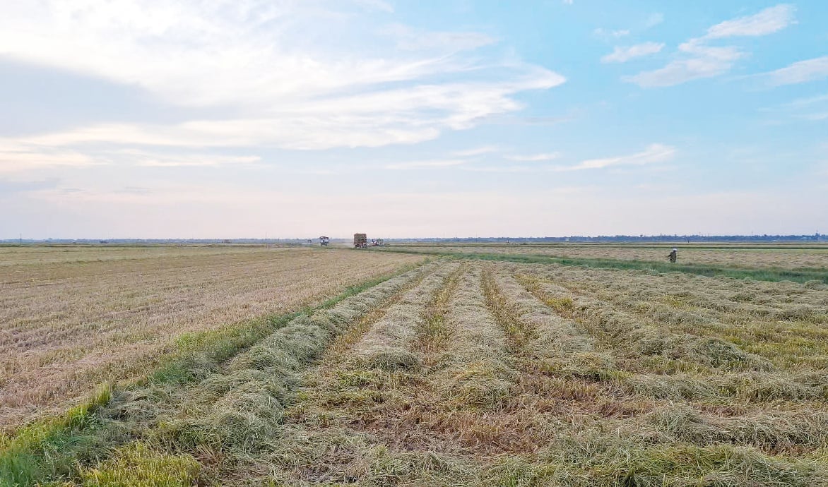 Huế siết chặt tình trạng đốt rơm rạ sau thu hoạch
