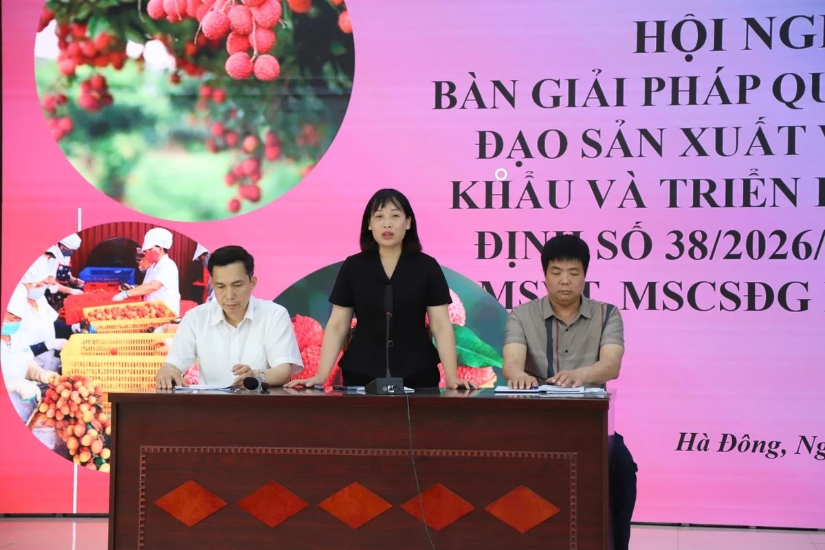 Chuẩn hóa sản xuất, vải Hải Phòng 'vượt rào' xuất khẩu
