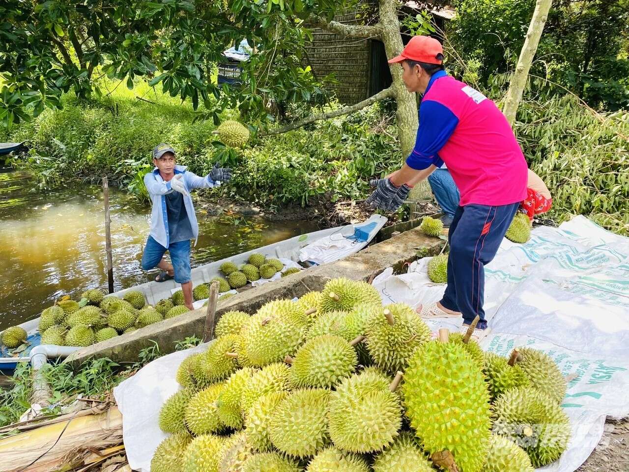 Nâng tầm canh tác sầu riêng từ quản lý sức khỏe cây trồng IPHM
