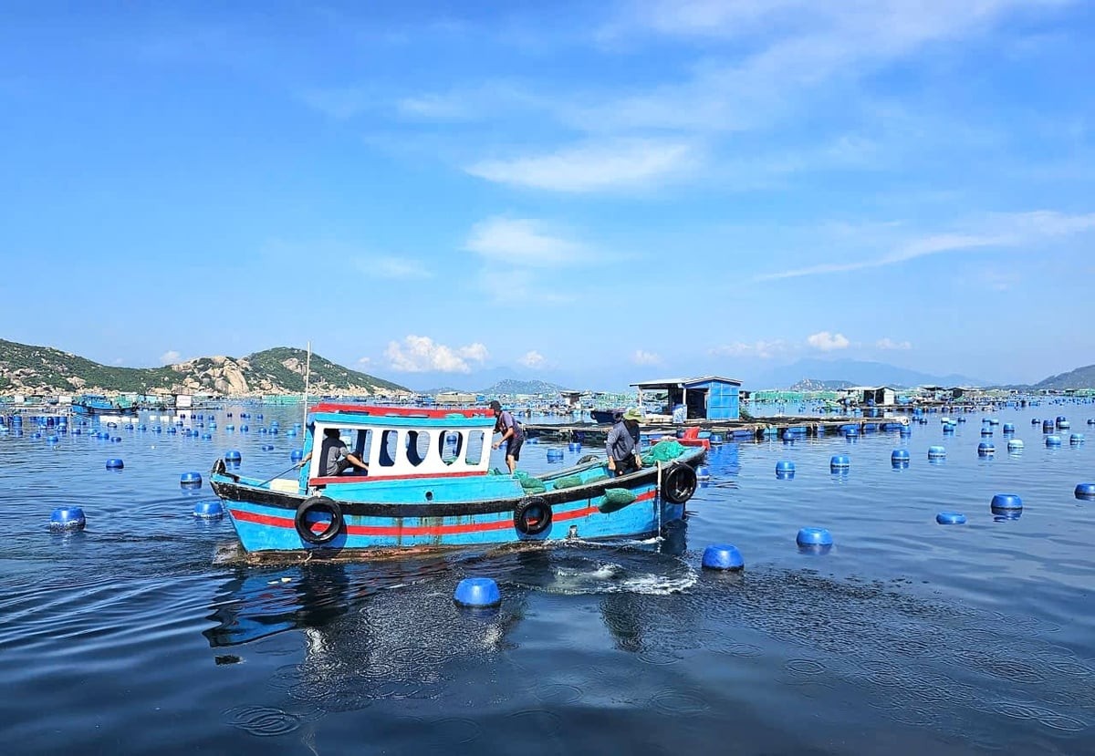 Khánh Hòa bảo vệ thủy sản nuôi trước mùa nắng nóng
